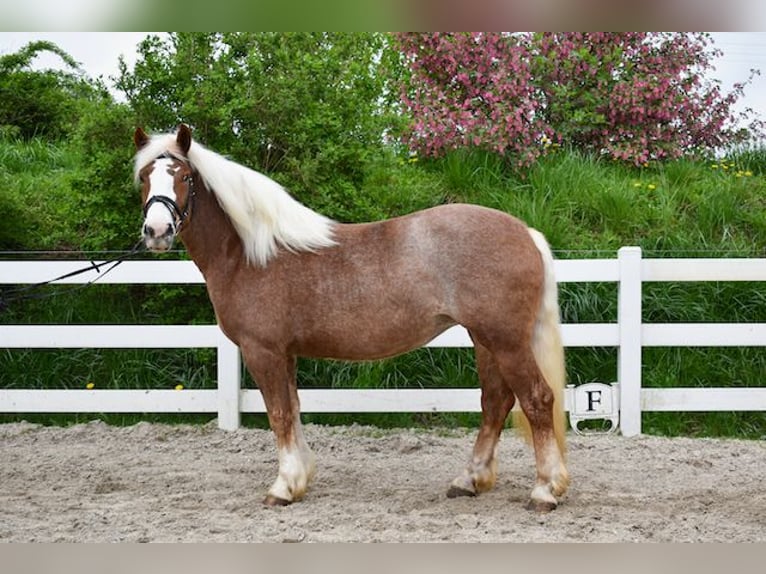 Caballo de la Selva Negra Yegua 5 años 158 cm Alazán-tostado in Seebad Bansin