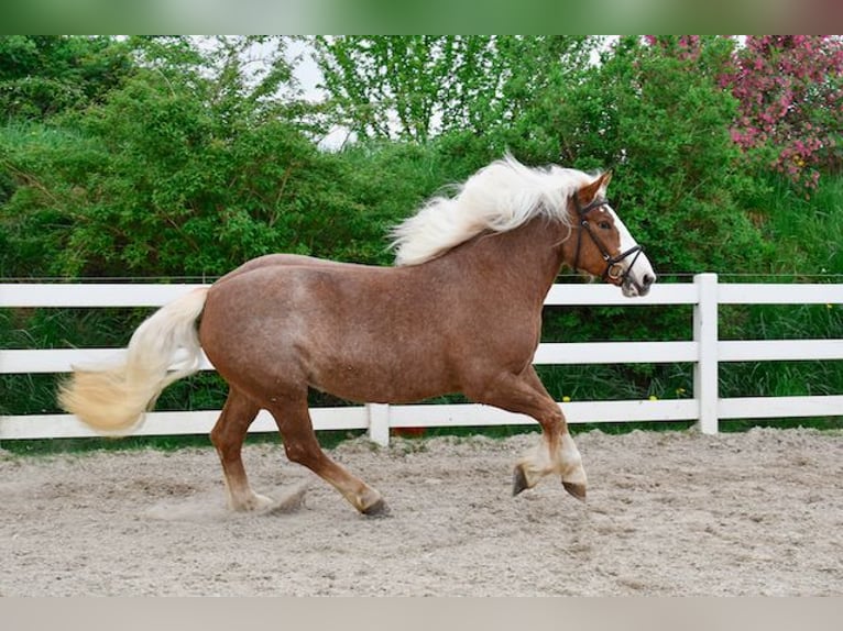 Caballo de la Selva Negra Yegua 5 años 158 cm Alazán-tostado in Seebad Bansin