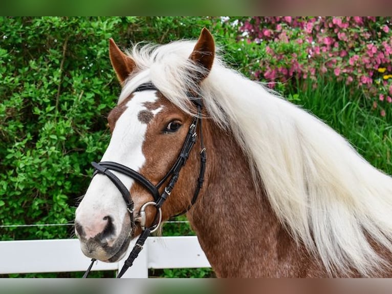 Caballo de la Selva Negra Yegua 5 años 158 cm Alazán-tostado in Seebad Bansin