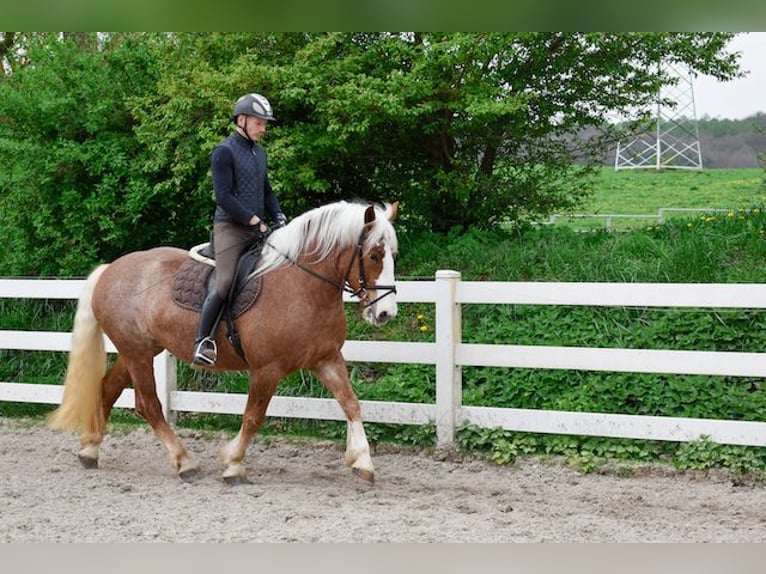 Caballo de la Selva Negra Yegua 5 años 158 cm Alazán-tostado in Seebad Bansin