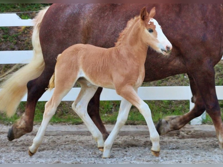 Caballo de la Selva Negra Yegua 5 años 158 cm Alazán-tostado in Seebad Bansin