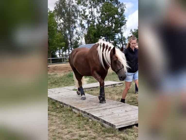 Caballo de la Selva Negra Yegua 6 años 152 cm Alazán-tostado in Mudau