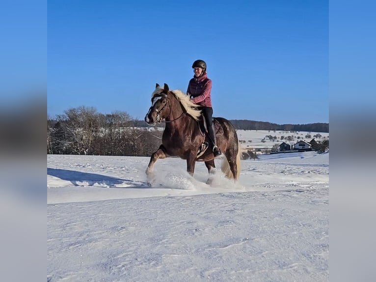 Caballo de la Selva Negra Yegua 6 años 155 cm Alazán-tostado in Mudau