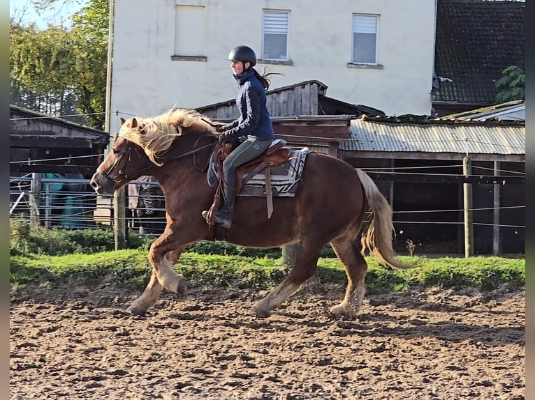 Caballo de la Selva Negra Mestizo Yegua 6 años 158 cm Alazán-tostado in Mülheim an der Ruhr