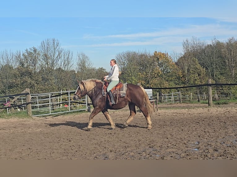 Caballo de la Selva Negra Mestizo Yegua 6 años 158 cm Alazán-tostado in Mülheim an der Ruhr