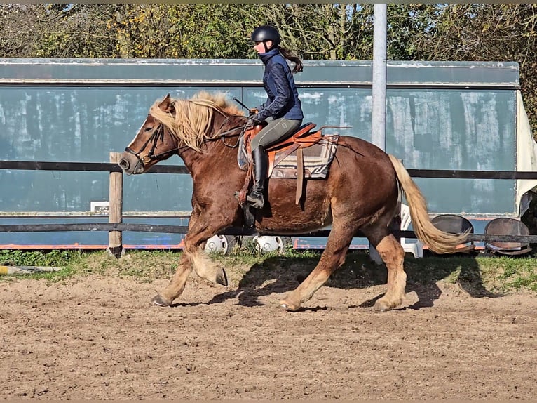 Caballo de la Selva Negra Mestizo Yegua 6 años 158 cm Alazán-tostado in Mülheim an der Ruhr