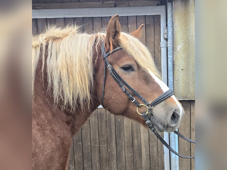 Caballo de la Selva Negra Mestizo Yegua 6 años 158 cm Alazán-tostado in Mülheim an der Ruhr