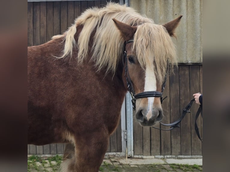 Caballo de la Selva Negra Mestizo Yegua 6 años 158 cm Alazán-tostado in Mülheim an der Ruhr