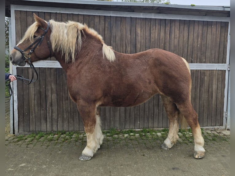 Caballo de la Selva Negra Mestizo Yegua 6 años 158 cm Alazán-tostado in Mülheim an der Ruhr