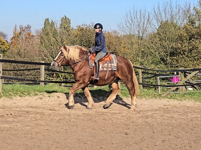 Caballo de la Selva Negra Mestizo Yegua 6 años 158 cm Alazán-tostado in Mülheim an der Ruhr