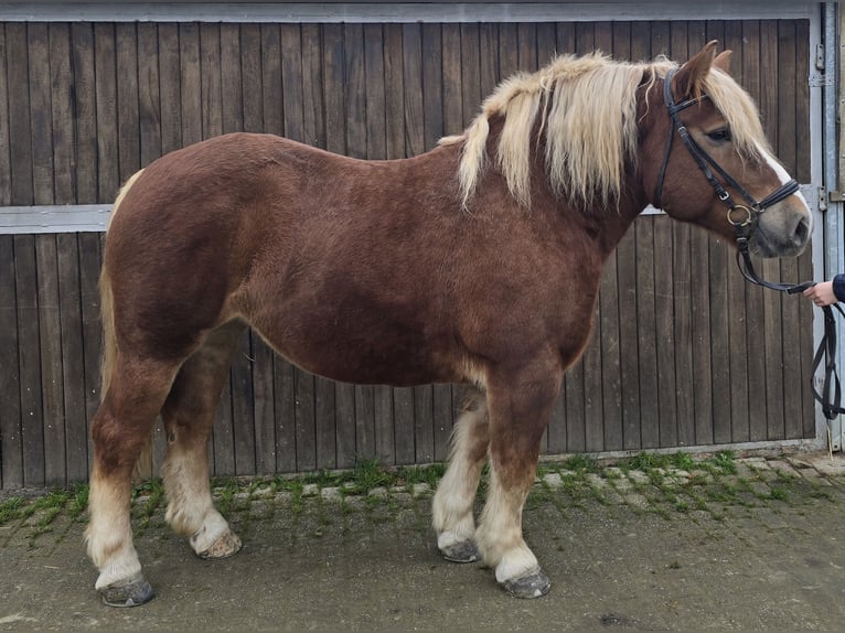 Caballo de la Selva Negra Mestizo Yegua 6 años 158 cm Alazán-tostado in Mülheim an der Ruhr