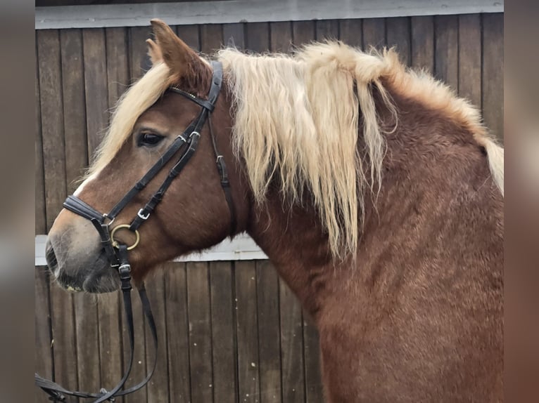 Caballo de la Selva Negra Mestizo Yegua 6 años 158 cm Alazán-tostado in Mülheim an der Ruhr