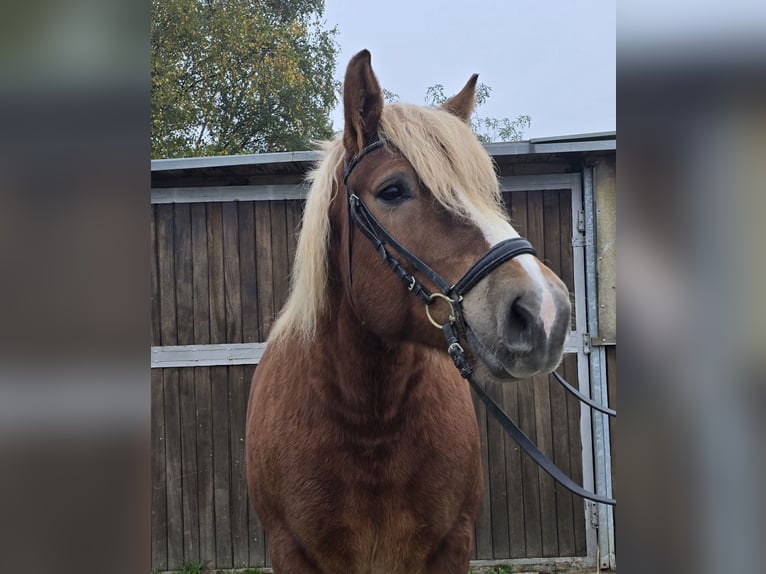 Caballo de la Selva Negra Mestizo Yegua 6 años 158 cm Alazán-tostado in Mülheim an der Ruhr