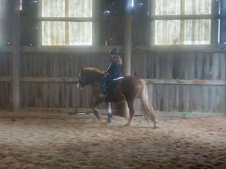 Caballo de la Selva Negra Yegua 7 años 153 cm Alazán-tostado in Düsseldorf