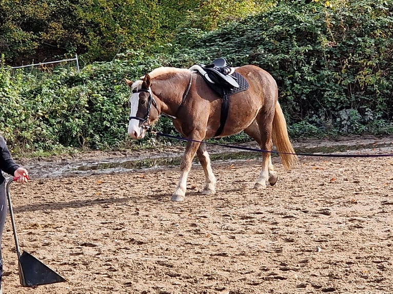 Caballo de la Selva Negra Yegua 7 años 153 cm Alazán-tostado in Düsseldorf