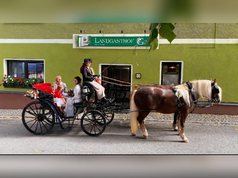 Caballo de la Selva Negra Yegua 7 años 155 cm Alazán-tostado in Zw&#xF6;nitz
