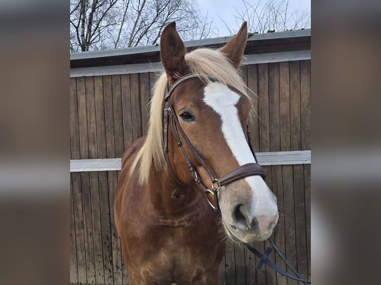 Caballo de la Selva Negra Mestizo Yegua 8 años 156 cm in Mülheim an der Ruhr