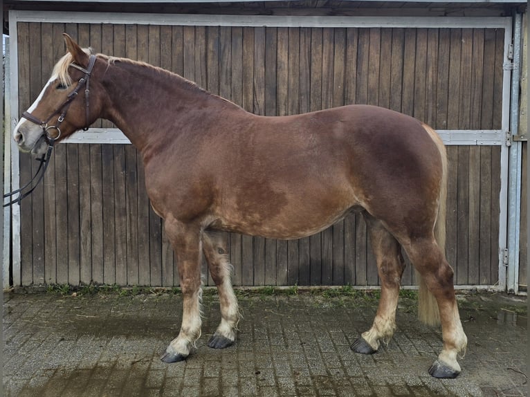 Caballo de la Selva Negra Mestizo Yegua 8 años 156 cm in Mülheim an der Ruhr