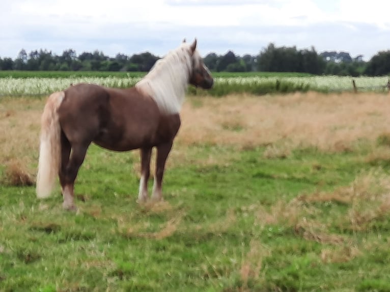 Caballo de la Selva Negra Yegua 8 años 157 cm Alazán-tostado in Gifhorn