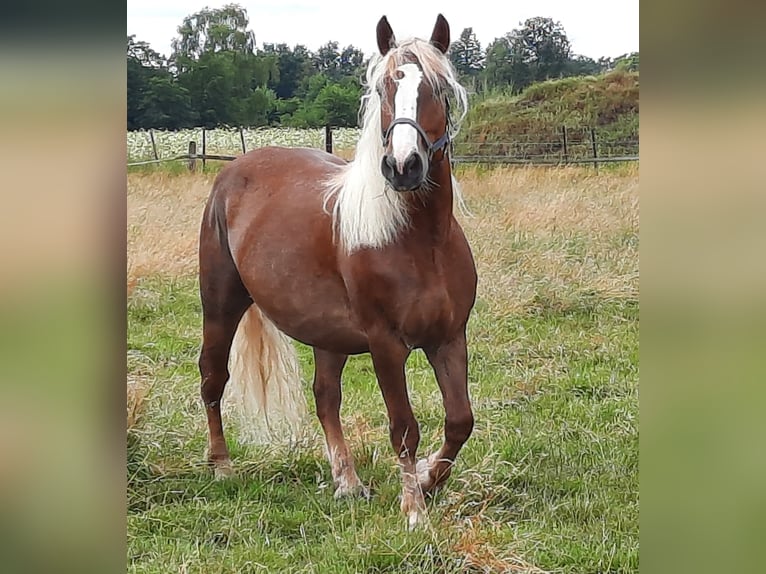 Caballo de la Selva Negra Yegua 8 años 157 cm Alazán-tostado in Gifhorn