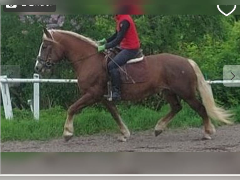 Caballo de la Selva Negra Yegua 8 años 157 cm Alazán-tostado in Gifhorn