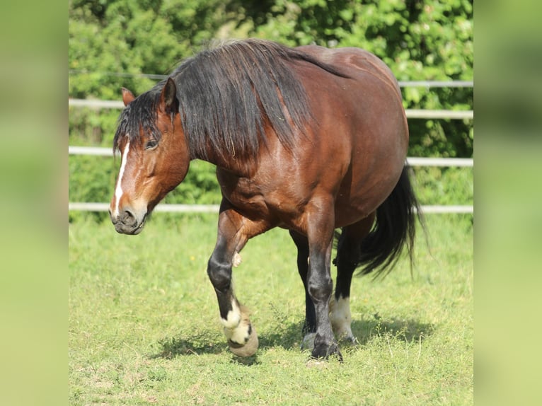 Caballo de la Selva Negra Yegua 9 años 154 cm Castaño in Waldshut-Tiengen