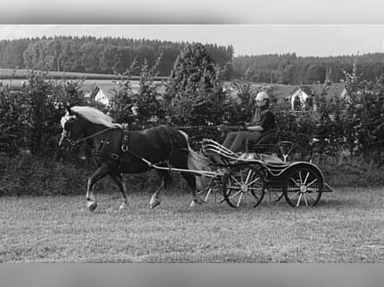 Caballo de la Selva Negra Yegua 9 años 156 cm Alazán-tostado in Bad Wurzach