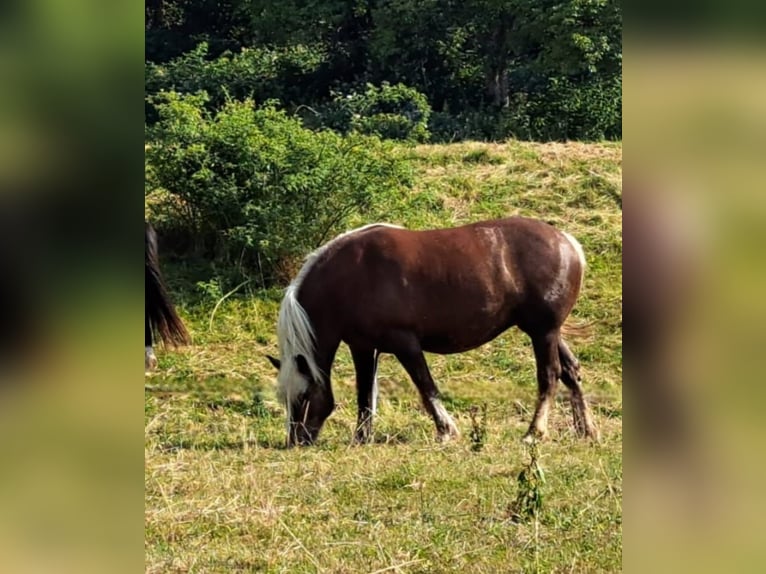 Caballo de la Selva Negra Yegua 9 años Alazán-tostado in Müllheim