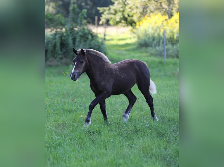 Caballo de la Selva Negra Yegua Potro (03/2025) 153 cm Alazán-tostado in Offenburg