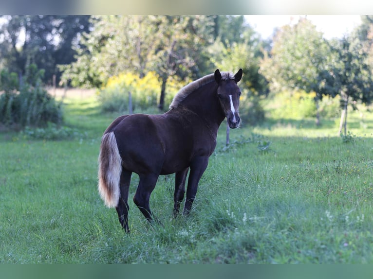 Caballo de la Selva Negra Yegua Potro (03/2025) 153 cm Alazán-tostado in Offenburg