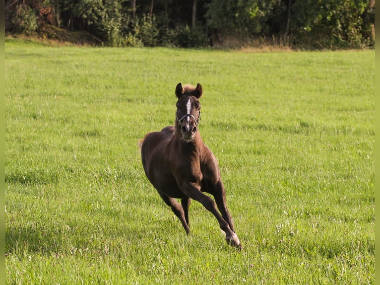 Caballo de la Selva Negra Yegua Potro (03/2026) Alazán-tostado in Böbrach