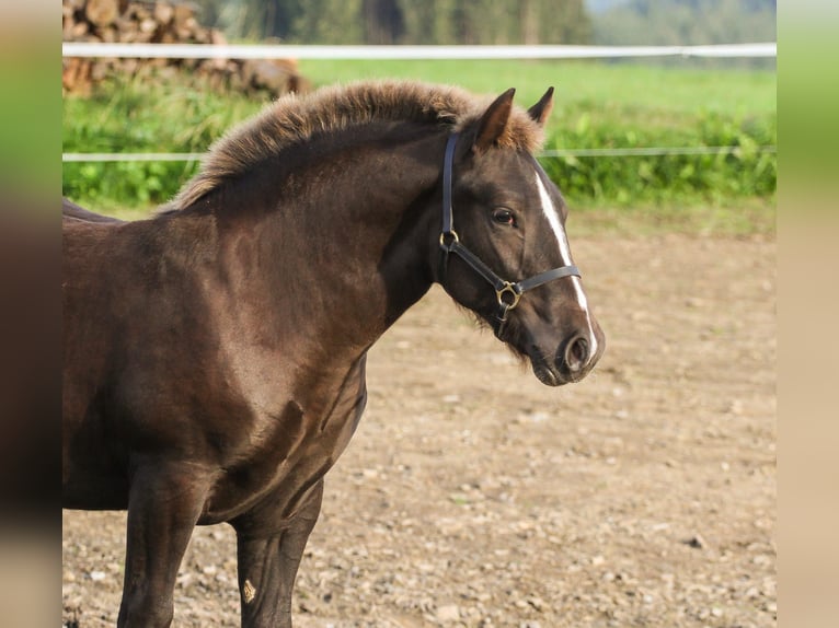 Caballo de la Selva Negra Yegua Potro (03/2026) Alazán-tostado in Böbrach
