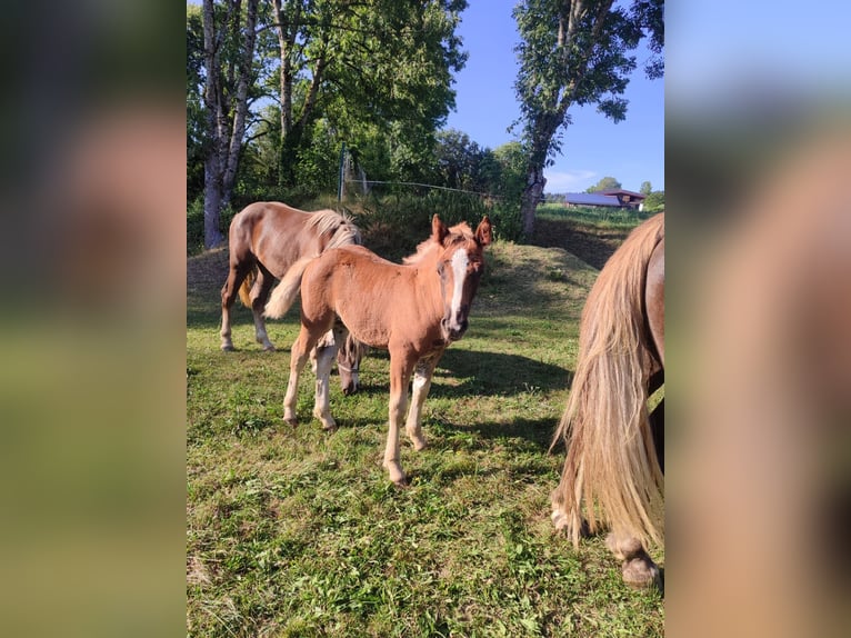 Caballo de la Selva Negra Yegua Potro (06/2024) Alazán-tostado in Ühlingen-Birkendorf