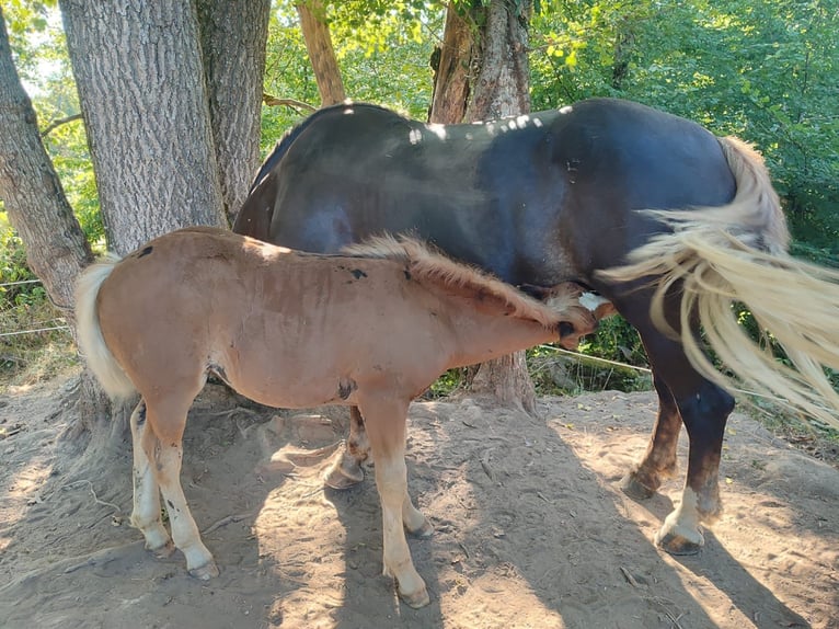 Caballo de la Selva Negra Yegua Potro (06/2024) Alazán-tostado in Ühlingen-Birkendorf