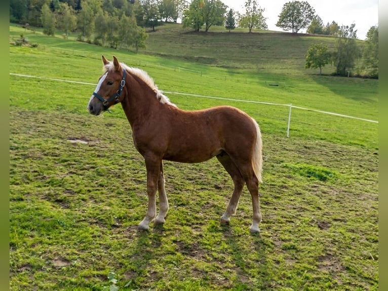 Caballo de la Selva Negra Yegua Potro (04/2026) Alazán-tostado in Elzach