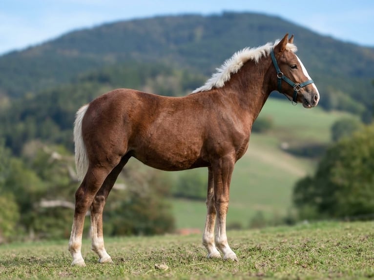 Caballo de la Selva Negra Yegua Potro (04/2026) Alazán-tostado in Elzach