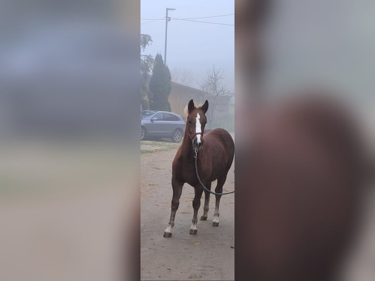 Caballo de la Selva Negra Yegua Potro (03/2024) Alazán-tostado in Ravensburg