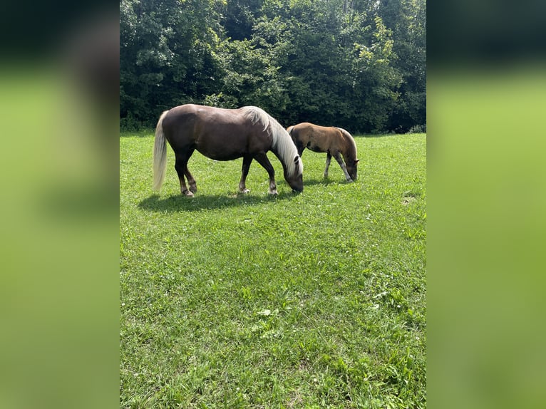 Caballo de la Selva Negra Yegua Potro (04/2025) Alazán-tostado in Stegen