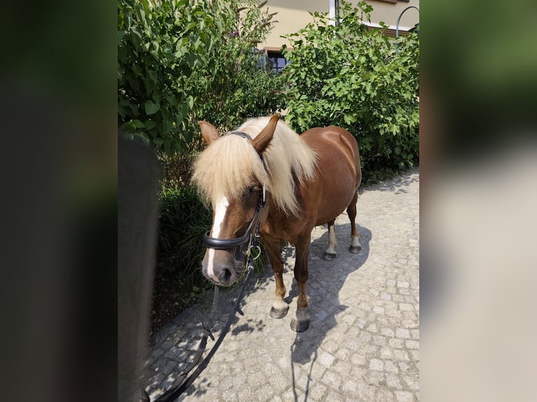 Caballo de la Selva Negra Yegua Potro (05/2026) Alazán-tostado in Mandelbachtal