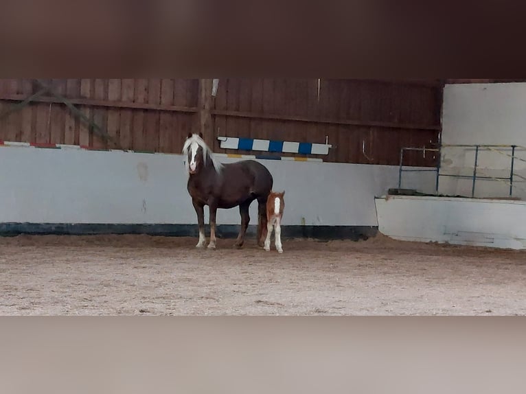 Caballo de la Selva Negra Yegua Potro (01/2024) in Ebersbach an der Fils