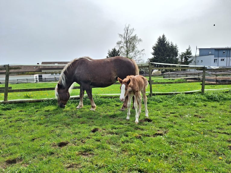 Caballo de la Selva Negra Yegua Potro (01/2024) in Ebersbach an der Fils