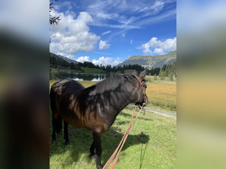 Caballo de las montañas de Bosnia Caballo castrado 10 años 147 cm Castaño oscuro in Lauenen b. Gstaad