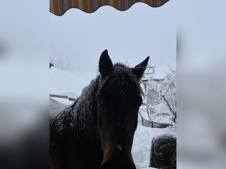 Caballo de las montañas de Bosnia Caballo castrado 10 años 147 cm Castaño oscuro in Lauenen b. Gstaad