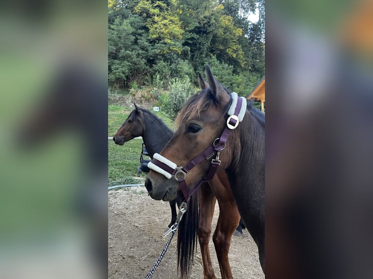 Caballo de las montañas de Bosnia Caballo castrado 1 año 135 cm Castaño in Čemšenik