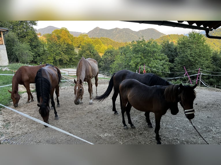 Caballo de las montañas de Bosnia Caballo castrado 1 año 135 cm Castaño in Čemšenik