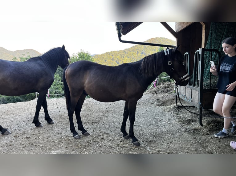 Caballo de las montañas de Bosnia Caballo castrado 1 año 135 cm Castaño in Čemšenik
