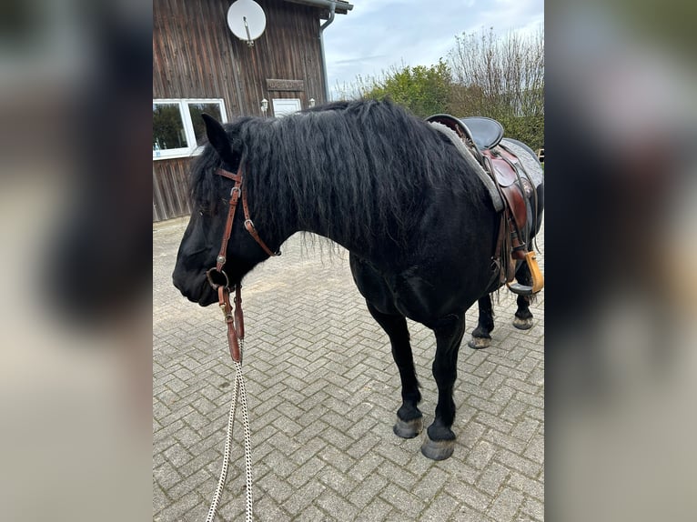 Caballo de Merens Caballo castrado 12 años 150 cm Negro in Rotenhain- Todtenberg