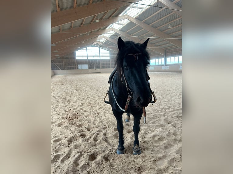 Caballo de Merens Caballo castrado 12 años 150 cm Negro in Rotenhain- Todtenberg