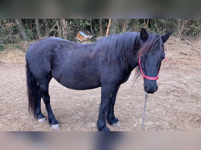 Caballo de Merens Caballo castrado 14 años 150 cm Negro in Toulouse