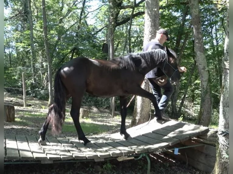 Caballo de Merens Caballo castrado 2 años Negro in CAUMONT